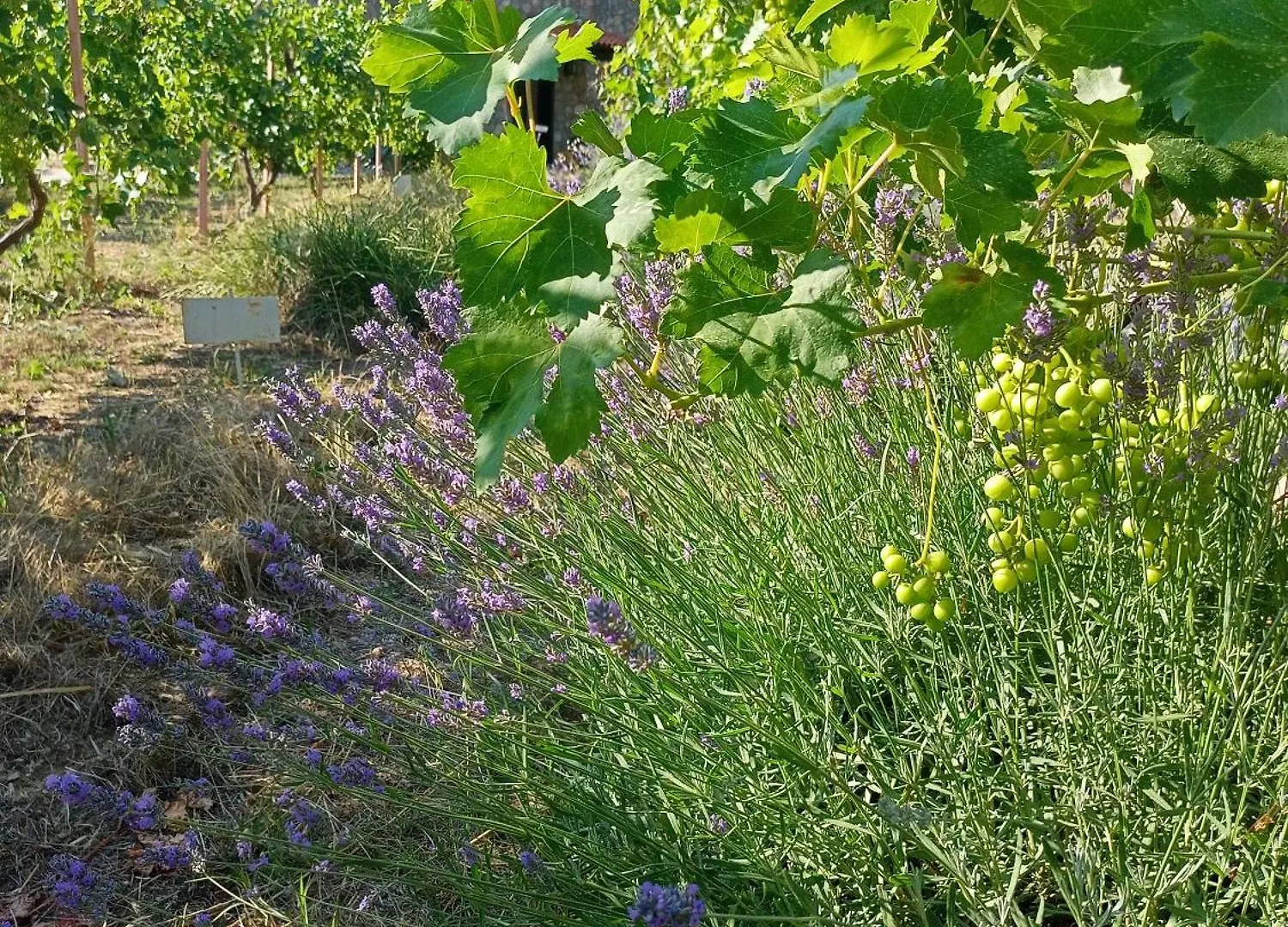 Uzumlu  Dikencik Cottages בית כפרי Uzumlu (Aegean)